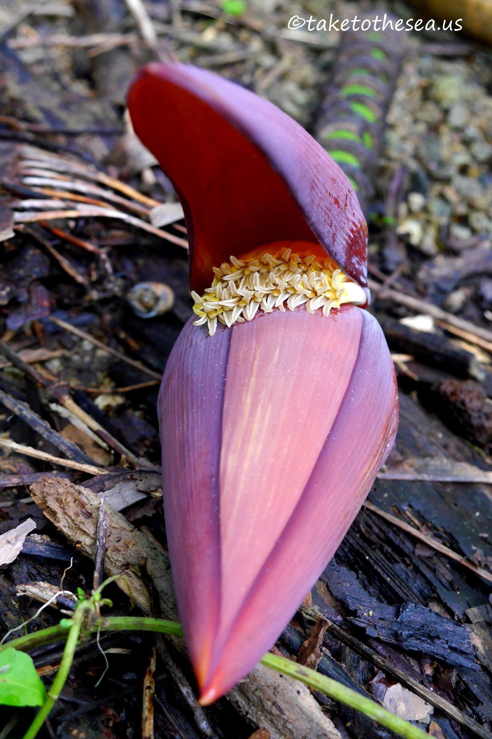 Those little flowers would be bananas one day! If they were still attached to the tree. Now, they'll just be mulch.