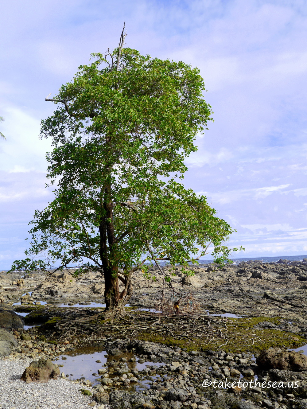 If I was a tree, I would be this tree.