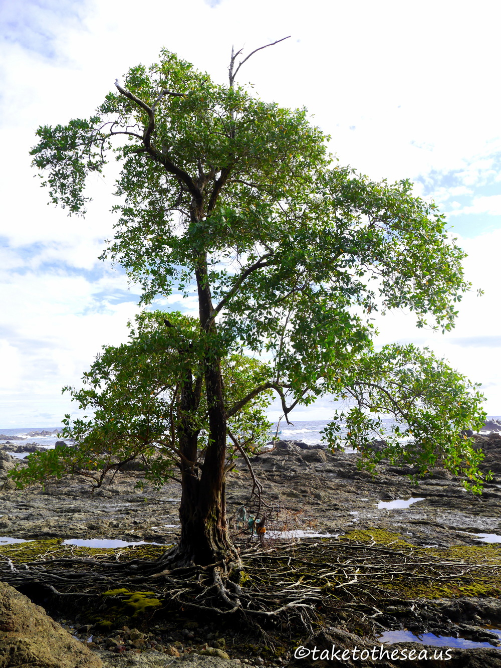 What a resilient specimen, its roots, clinging to rock, covered in salt water at high tide. 