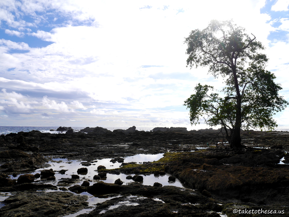 Beautiful, lone tree.