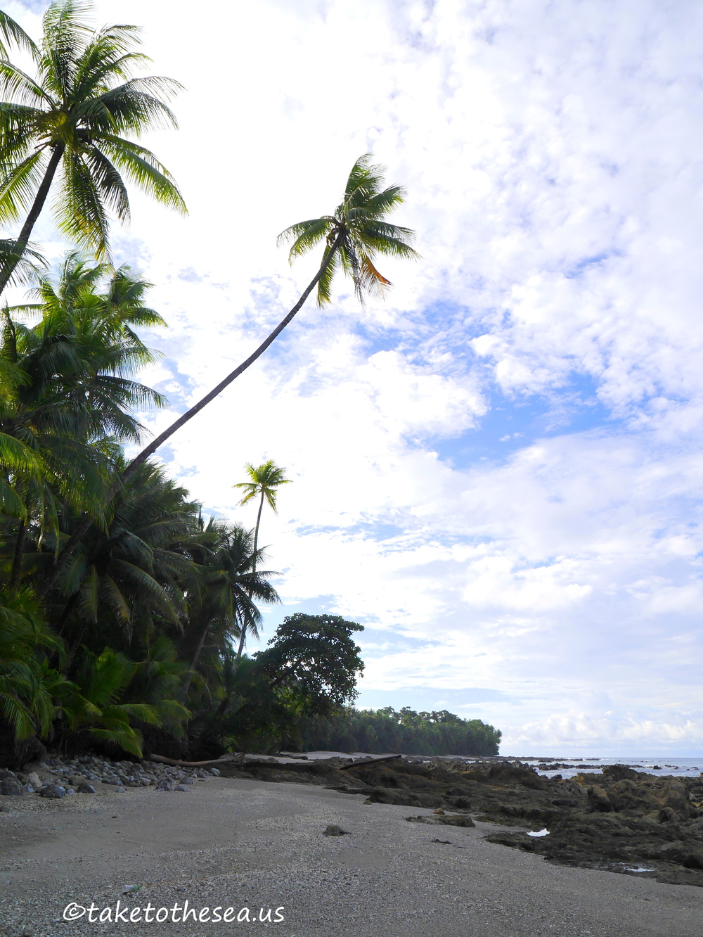 Sometimes, In Latin America, I feel like that Palm tree.